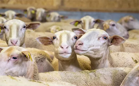 Bergerie des Liquisses le 16 mai 2026 Bergerie des Liquisses le 16 mai 2026