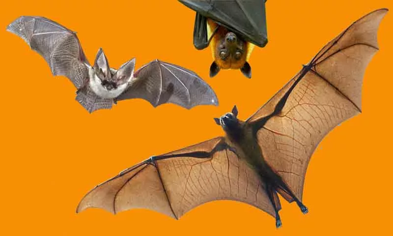 Journée internationale de la chauve-souris à la Chapelle des Pénitents à Nant