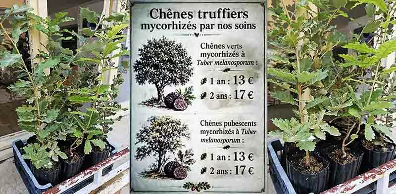 Vente de chênes truffiers mycorhizés par le trufficulteur David Debarre