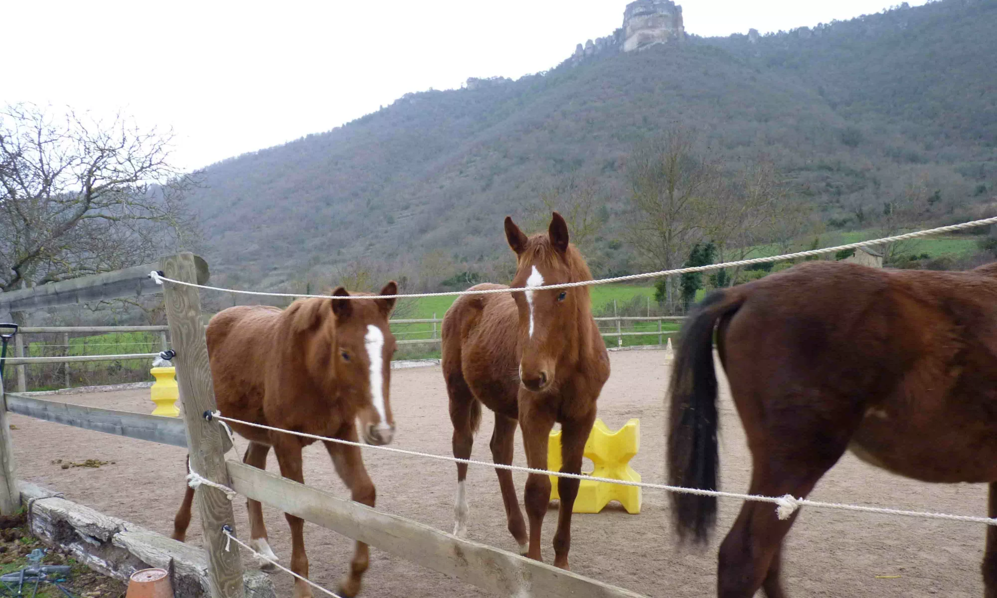 Achat vente de chevaux de qualité sur le Larzac à Nant