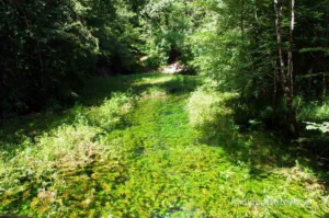 La source du Durzon avant nettoyage
