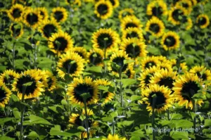 Beaucoup de tournesol à Nant