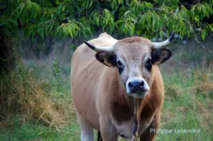 Marguerite vous dit « Bonjour et bienvenu »